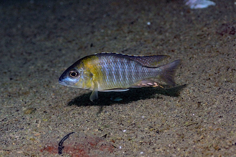 Aulonocara sp. 'yellow collar' Chemwezi Rocks